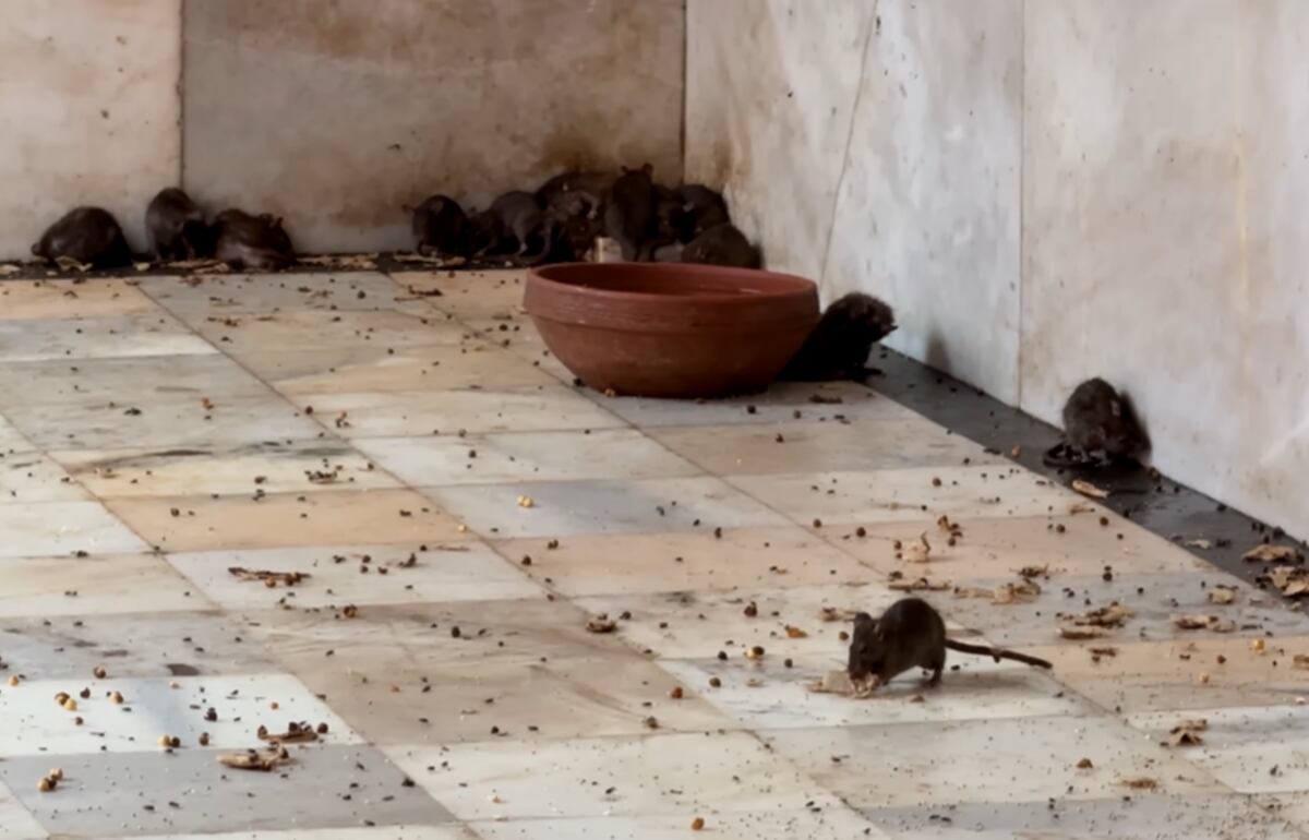 En caso de que un visitante pise una rata, deberá pagar el peso del roedor en oro - crédito @PlanetaJuan/YouTube