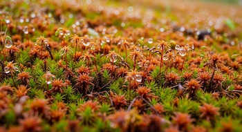 Primer plano de musgo de turbera verde y anaranjado con numerosas gotas de agua transparentes en las hojas y tallos pequeños.