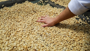 Estos son los productos colombianos que quedaron grabados y los que no, con el arancel del 12,5% impuesto por Estados Unidos