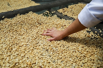 Entre los productos colombianos exentos del arancel de Estados Unidos figuran la carne de res, el café, los bananos, el azúcar, el cacao y las semillas para siembra - crédito Colprensa