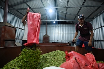 Cardamomo, la especia aromática de Honduras que puede cautivar el olfato internacional