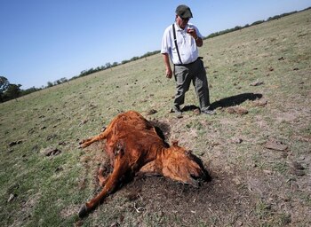 Campos pelados y vacas muertas,