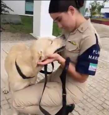 Semar informó que el can