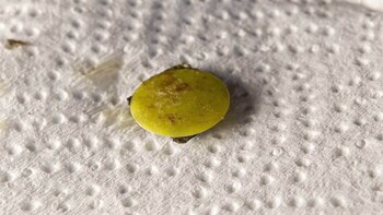 La pieza de Tiddlywink que