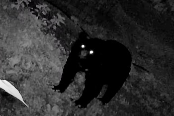 Imagen en blanco y negro de un oso negro americano de perfil izquierdo, con pelaje oscuro y ojos brillantes, caminando sobre terreno irregular con vegetación