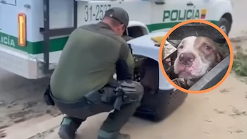 En video quedó el rescate de un perro pitbull con fuertes signos de desnutrición en el norte de Bucaramanga