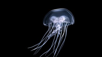 Las reacciones graves de una