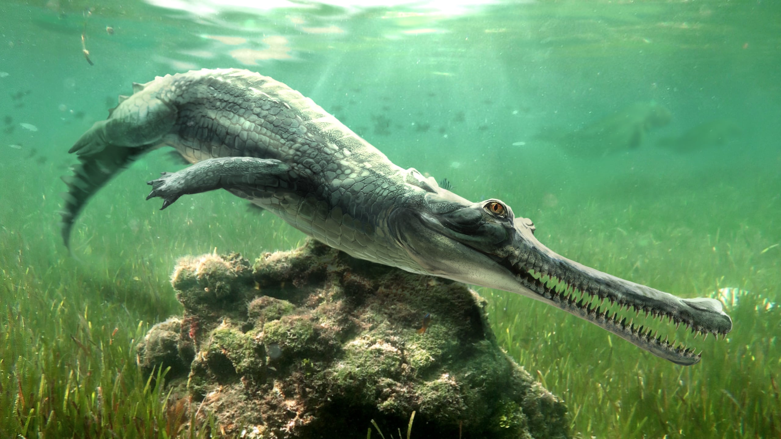 El hocico estrecho, los dientes afilados y las órbitas oculares elevadas del reptil facilitaban la captura de peces sobre la superficie del agua (ADEL LEE/MUSEO DE HISTORIA NATURAL DE ESTOCOLMO)