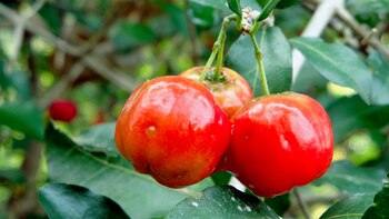 Esta superfruta ayuda a la