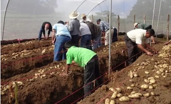 Eodora Méndez lidera la Empresa Campesina Agroindustrial de la Reforma Agraria de Intibucá (ECARAI), impulsando la adición de valor y la capacitación técnica en el campo. (Imagen de cortesía)