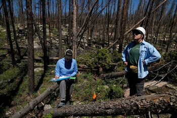 Trabajadores forestales. (Brittany Peterson/AP)