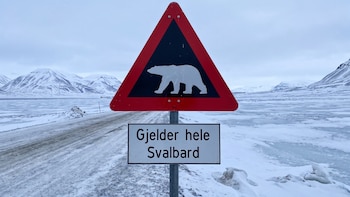 Noruega: multan a un turista con más de USD 5.000 por despertar a un oso polar con una sirena marítima