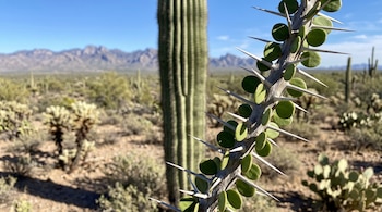 Tallo vegetal con espinas largas y hojas verdes circulares junto a un cactus saguaro desenfocado y montañas.
