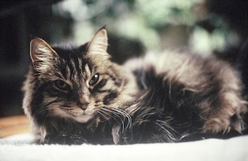 ILUSTRACIÓN - En cuarentena hay