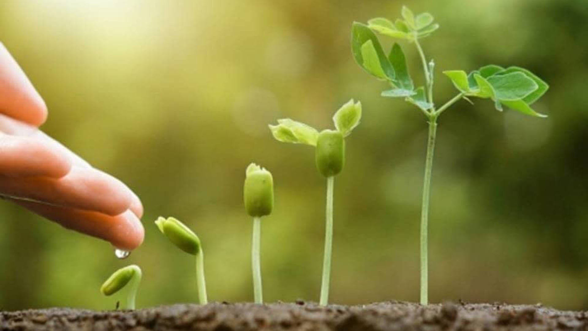 Las entidades que rechazan el proyecto de ley de ecocidio, aseguran que no plantean abandonar la protección ambiental, sino modificar el enfoque (Infobae)