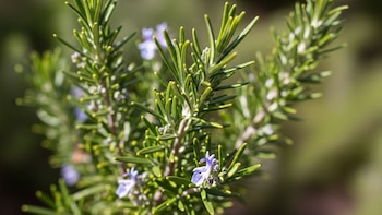 El romero, además de ser