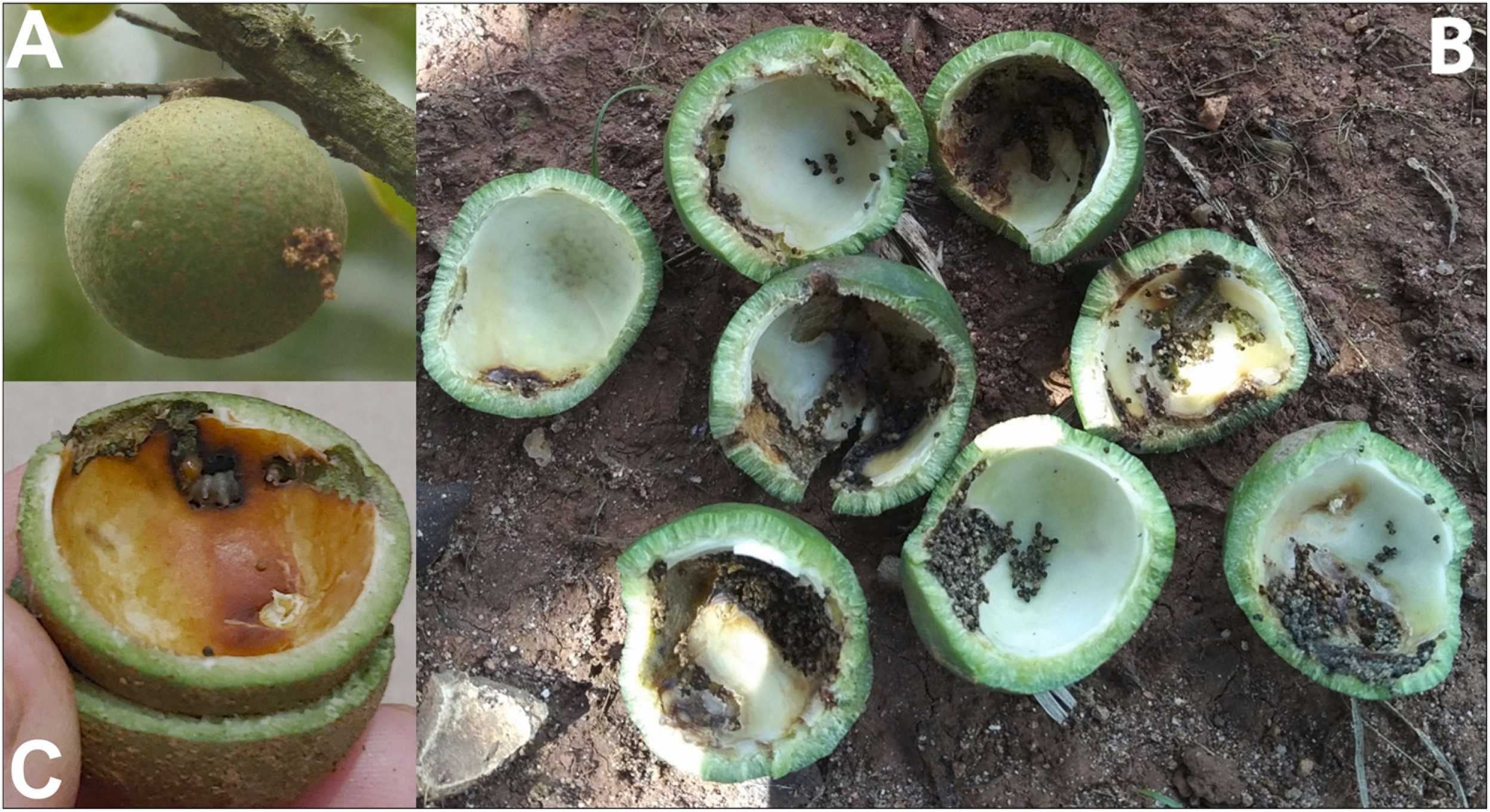 La ausencia de aves y murciélagos en los cultivos de macadamia elevó alrededor de 70% el daño por plagas y afectó la calidad comercial de la cosecha (Gentileza, estudio Los murciélagos y las aves controlan las polillas tortrícidas, plagas comunes en los huertos de macadamia de Sudáfrica, publicado en Agriculture, Ecosystems and Environment)