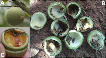 Tres fotografías con las letras A, B y C que contienen frutos verdes enteros y cortados con larvas en la tierra