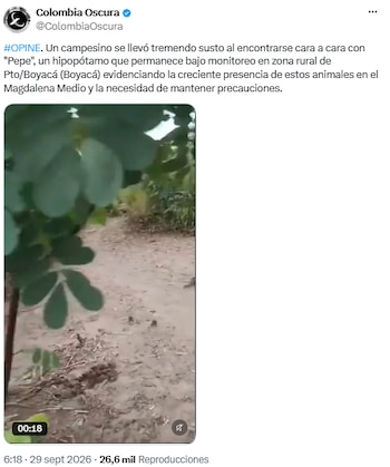 El susto de un agricultor al cruzarse con “Pepe”, un hipopótamo monitoreado en Boyacá - crédito @ColombiaOscura/X