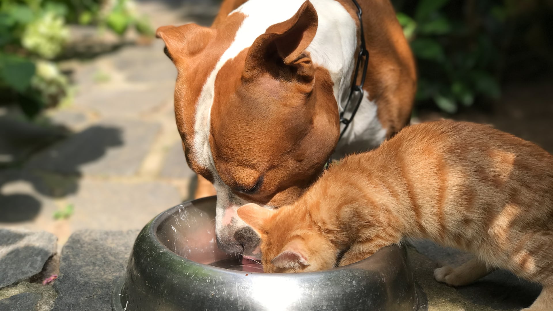Un perro y un gato comen del mismo bol. (Canva)