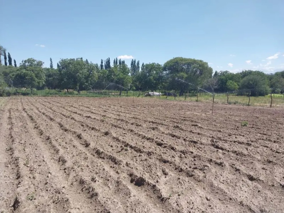 Energía solar y riego eficiente: la combinación que transforma la producción agrícola