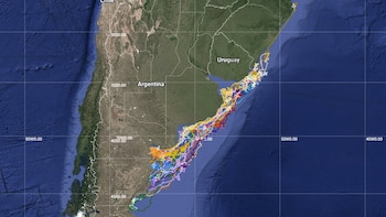 Imagen satelital del espectacular viaje de los pingüinos desde Punta Tombo