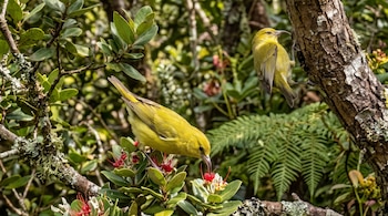 Dos pequeñas aves de plumaje amarillo verdoso posadas entre ramas, hojas verdes, líquenes y flores rojas.