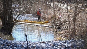 Al menos 43 mil animales