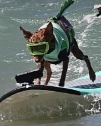 Una mujer y su perro superaron el cáncer y ahora surfean juntos en competencias