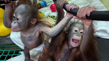 Monkey World fue fundado para