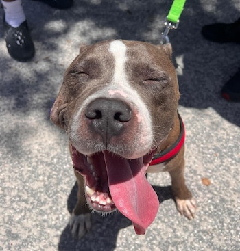 Hoy, King busca un hogar