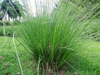 El té de limón está