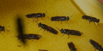 La Mosca Soldado Negra puede criarse al aire libre, pues se desarrolla bien en el cálido clima tropical. (STRI)