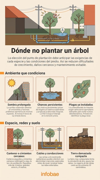Infografía con ilustraciones que señalan seis situaciones no adecuadas para plantar árboles, como la sombra, los charcos y la presencia de cables.