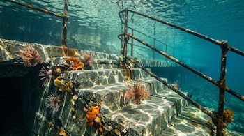Escaleras de hormigón y barandillas de hierro oxidadas bajo el agua cristalina, con varios peces león y esponjas en los escalones.