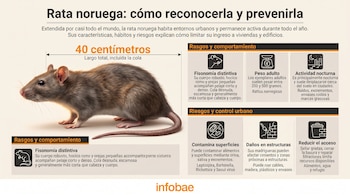 Ilustración de una rata marrón de perfil con una cota de cuarenta centímetros, recuadros informativos e iconos explicativos.