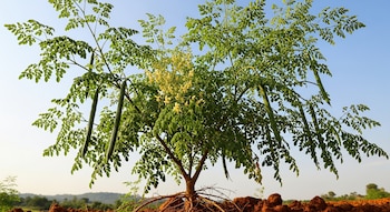 Primer plano de un árbol de moringa con hojas verdes, flores amarillas en el centro y largas vainas colgando, raíces expuestas sobre tierra rojiza y cielo azul de fondo.