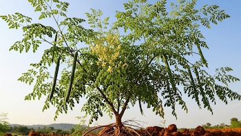 La moringa: el árbol que podría revolucionar la purificación del agua y proteger la salud ante microplásticos