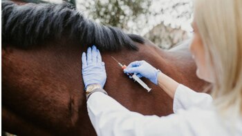 El Senasa estableció la vacunación