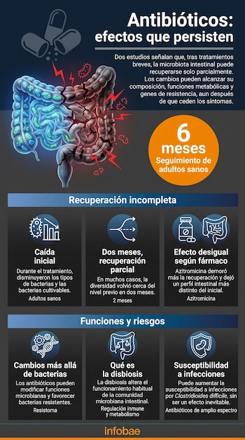 Infografía sobre el impacto de los antibióticos en el intestino, con una ilustración del aparato digestivo e iconos explicativos.