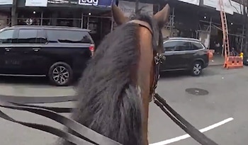 Vista desde la perspectiva del jinete de un caballo marrón con brida, caminando por una calle de la ciudad con vehículos negros y edificios con andamios al fondo