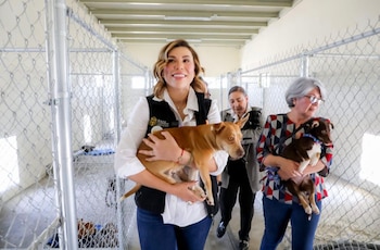 Un nuevo paquete legislativo impone sanciones más estrictas e introduce medidas innovadoras como el registro de personas sentenciadas por agresión