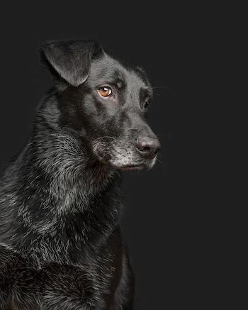 "Son los compañeros más maravillosos