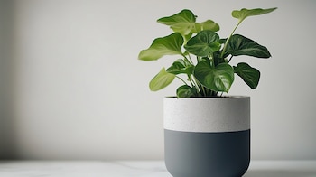 (Imagen Ilustrativa Infobae)