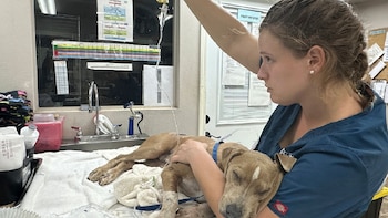 Un veterinario realiza un chequeo