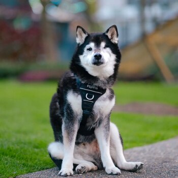 Kuma era un perro muy