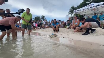 Roseleigh se recuperó de una enfermedad grave y fue liberada en el océano. (Facebook/The Turtle Hospital)