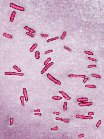 Conoce más sobre la bacteria