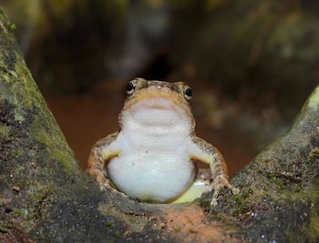 Rheobates palmatus, una rana endémica de Colombia, fue documentada por primera vez en Neiva y mostró actividad reproductiva en bosque seco tropical - crédito Asocars