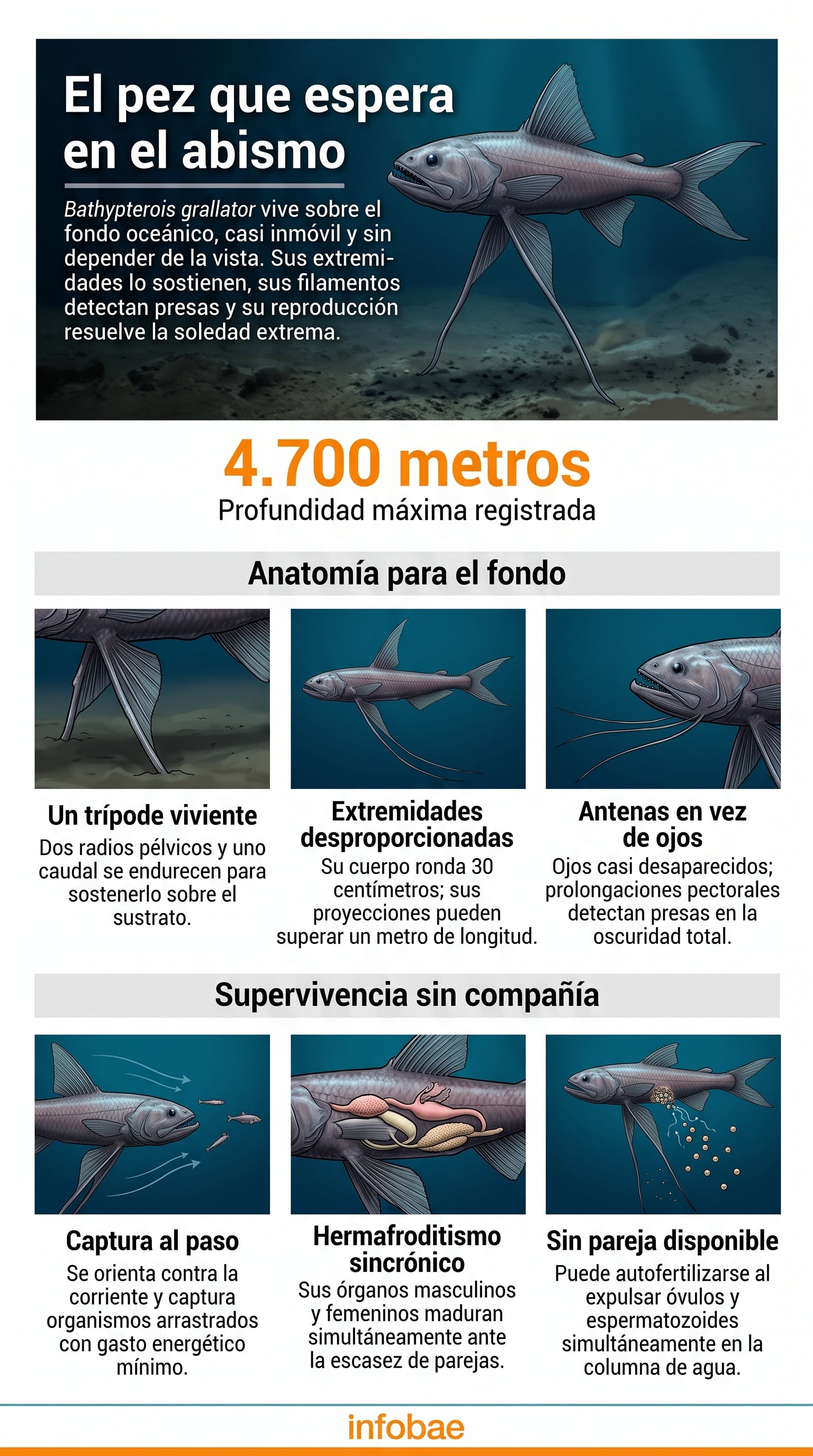 El animal alcanza unos 30 centímetros, con un máximo documentado de 37, mientras sus radios extendidos rebasan esa medida y constituyen los soportes que utiliza sobre el lecho del océano profundo (Imagen ilustrativa Infobae)